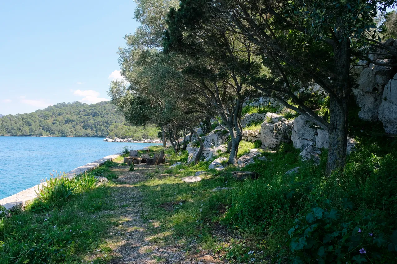 Mljet: stezka podél pobřeží ve stínu oliv a borovic